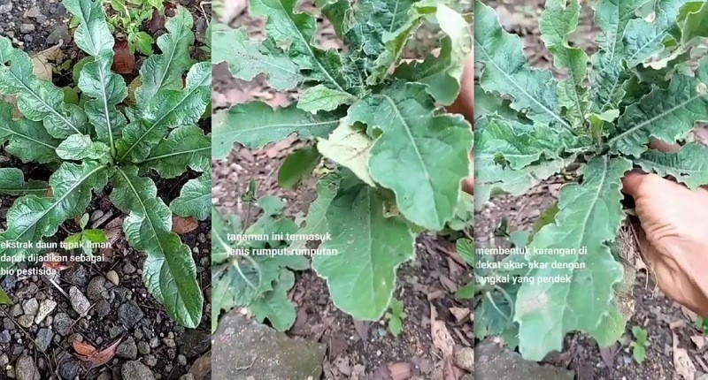 Cara Mengolah Daun Tapak Liman, Bisa untuk Batuk hingga Hepatitis