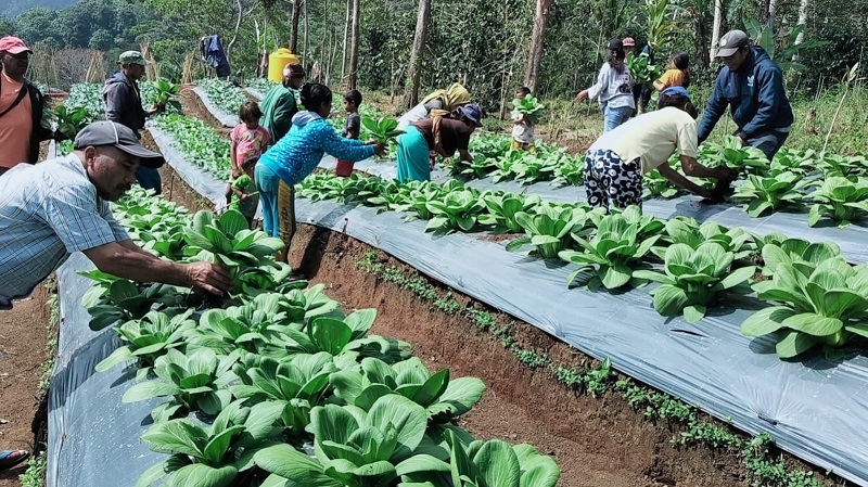 Panen Perdana, Kelompok Tani Hortikultura Poco Leok NTT Binaan PLN Raup Keuntungan Besar