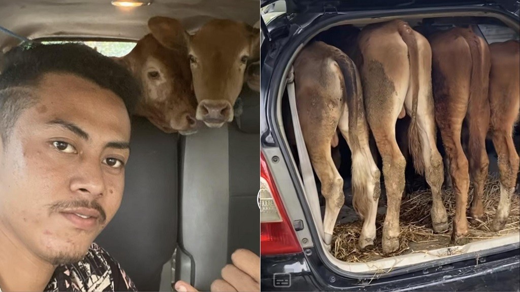 Viral 4 Sapi Diangkut Naik Toyota Innova, Netizen: Saya Aja Naik Supra