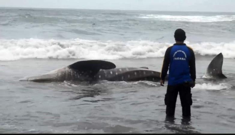  Terseret Gelombang Tinggi, Hiu Tutul Mati Terdampar di Pantai Wagir Indah Cilacap