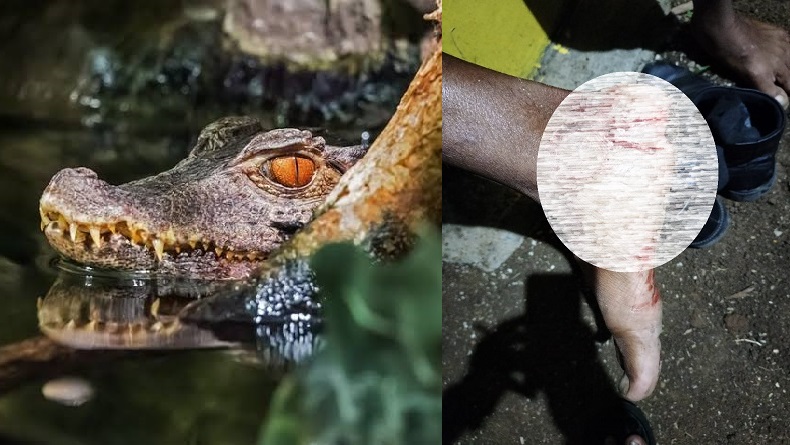 Warga Ciracap Sukabumi Nyaris Dimangsa Buaya saat Jala Ikan di Situ Habibi Surade