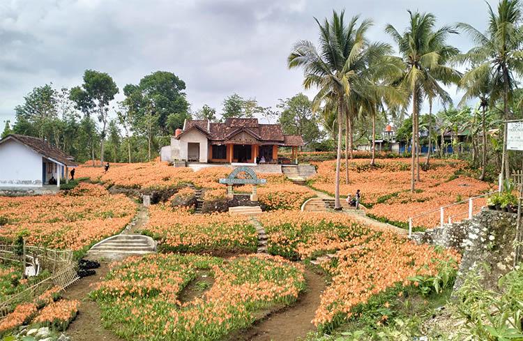 Viral Kebun Bunga Amarilis di Gunungkidul, Awalnya Gulma Ternyata Hasilkan Cuan
