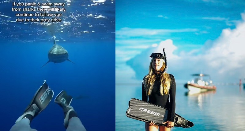 Penyelam Profesional Ungkap Rahasia Selamatkan Diri jika Bertemu Hiu saat Diving