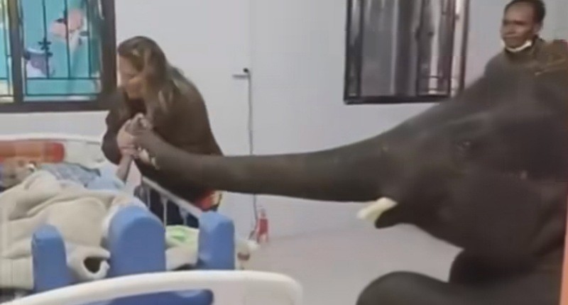 Viral Gajah Jenguk Majikan yang Terbaring Lemah di Rumah Sakit, Netizen: Terharu Banget 