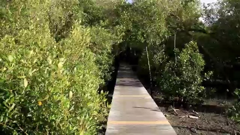 Pengelolaan Lahan Gambut dan Mangrove di Singkawang, Komisi IV DPR Dorongan Pemetaan  