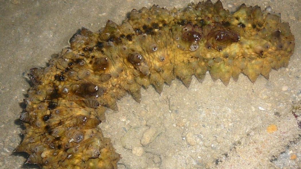 Mirip Kotoran Manusia, Makhluk Laut Ini Bisa Jadi Obat Kanker