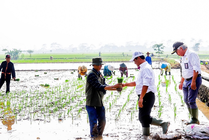 Mentan Amran Ajak Petani Lakukan Tanam Culik saat Masuk Musim Hujan, Apa Itu?