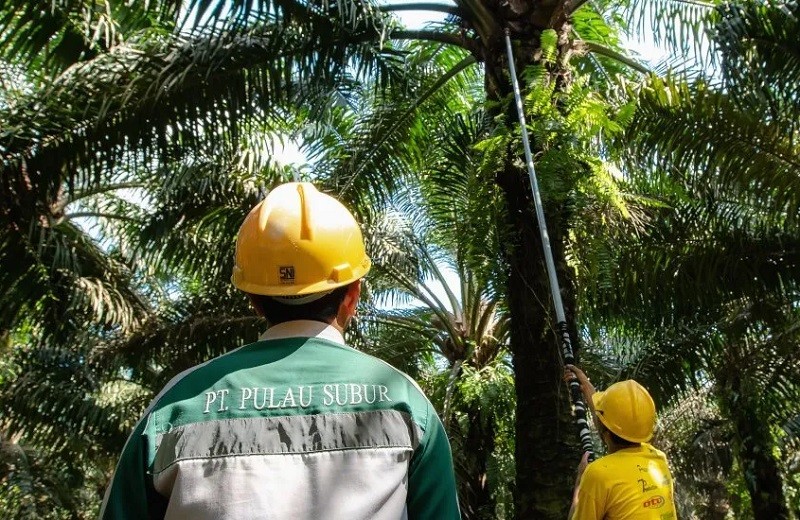 Baru 2 Bulan Listing, PTPS Tebar Dividen Interim Rp1,2 per Saham 