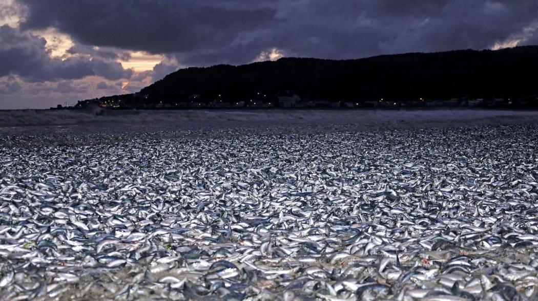 Geger Ribuan Ikan Mati Massal di Jepang, Terpapar Sampah Nuklir?