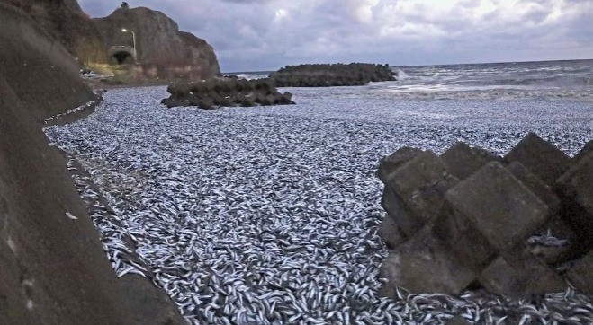 Ratusan Ton Ikan Mati Mendadak di Pantai Jepang, Warga Diimbau Tak Konsumsi