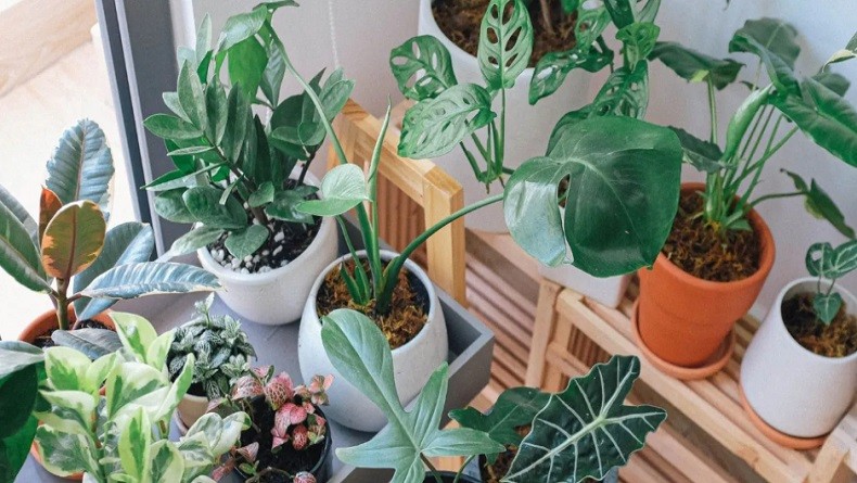 7 Tanaman Pembawa Keberuntungan di 2024, Mendatangkan Rezeki dan Kemakmuran