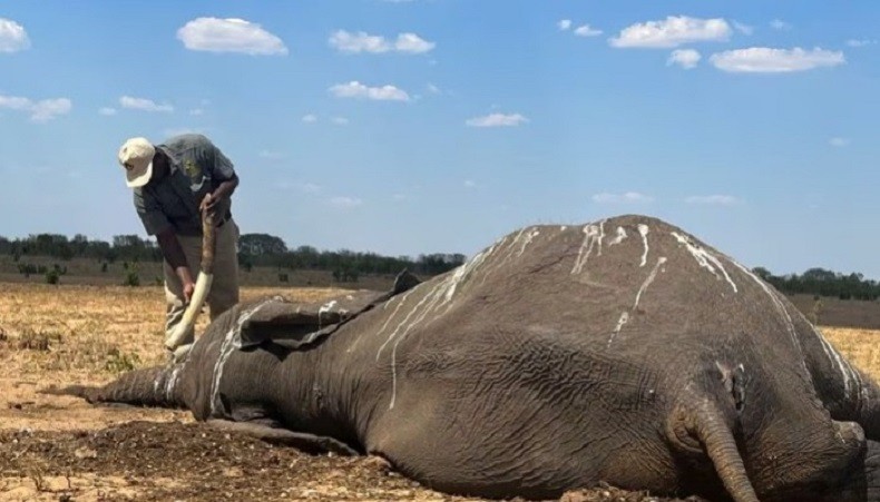 Kekeringan Ekstrem, 100 Gajah Mati Kehausan di Taman Nasional Hwange Zimbabwe
