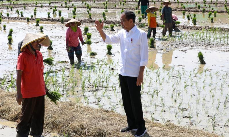  Jokowi Dorong Petani Segera Tanam Padi: Kita Harapkan Maret atau April Sudah Mulai Panen