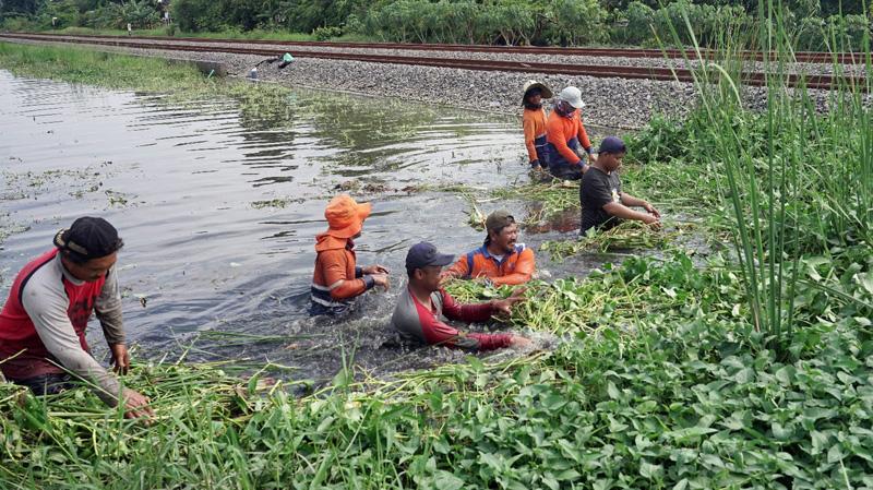 Antisipasi Longsor di Musim Hujan, Daop 4 Tanam Rumput Akar Wangi di Sepanjang Jalur KA