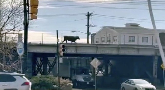 Heboh Banteng Liar Masuk Rel Kereta di New Yok, Layanan Tertunda 45 Menit