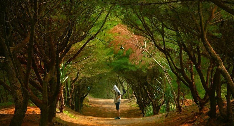 Desa Unik di Yogyakarta Punya Pantai Cantik Pemandangannya Pohon Cemara Berbentuk Lorong 
