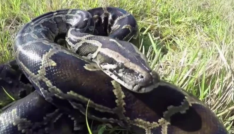 Tak Terima Dililit, Pria Ini Gigit Ular Piton sampai Mati