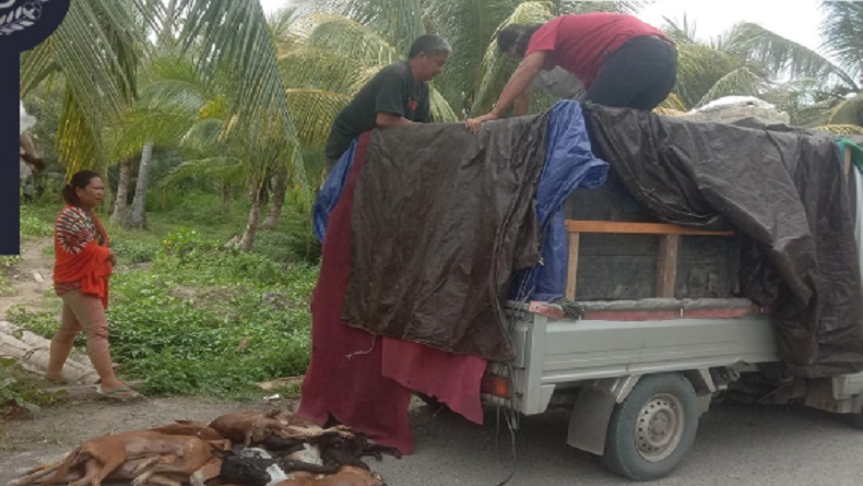 2 Ton Daging Anjing Ilegal Gagal Diselundupkan lewat Pelabuhan Mamuju, Sopir Ngaku Bawa Ikan