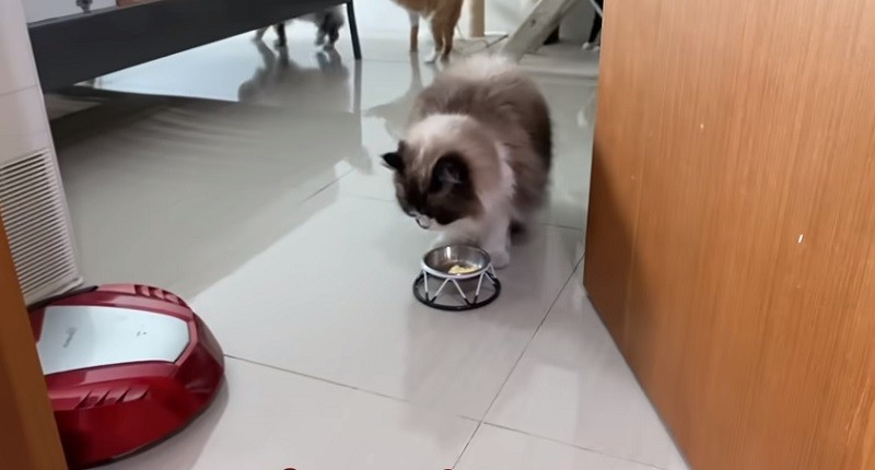 Cara Bikin Makanan Kucing Pakai Kuning Telur, Bernutrisi dan Auto Gembul!