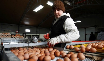 Tips Memilih Telur yang Baik, Jangan Salah Pilih Bisa Bahayakan Kesehatan