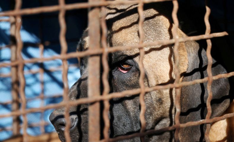 Korsel Sahkan UU Larang Makan Daging Anjing, Hukuman Penjara atau Denda Rp354 Juta