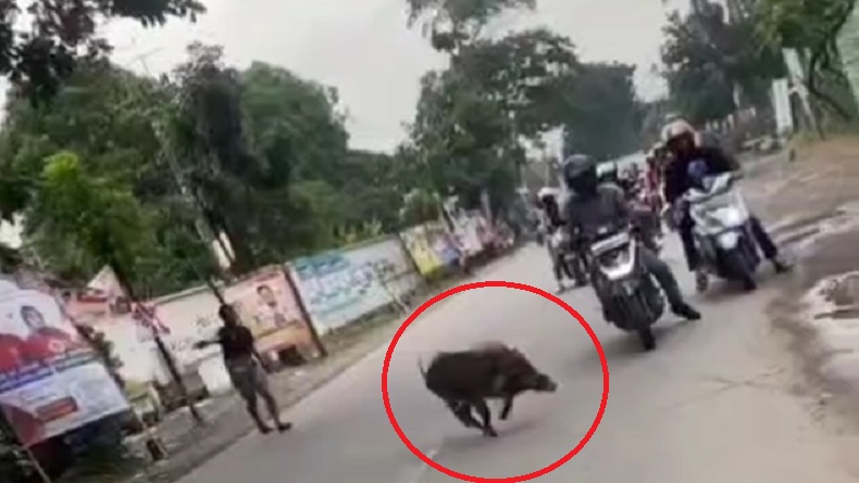 Heboh 2 Babi Berkeliaran di Jalanan Bandung sampai Masuk Kantor Camat