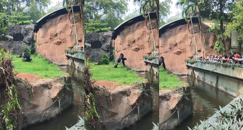 Viral Gorila di Ragunan Lempar Ranting ke Pengunjung, Ternyata karena Ini!