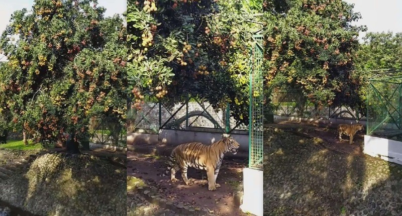 Viral Rambutan Gratis di Ragunan Langsung Ambil dari Pohon, tapi yang Jaga Menakutkan! 