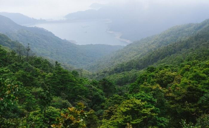 Contoh Teks Laporan Hasil Observasi tentang Hutan beserta Strukturnya