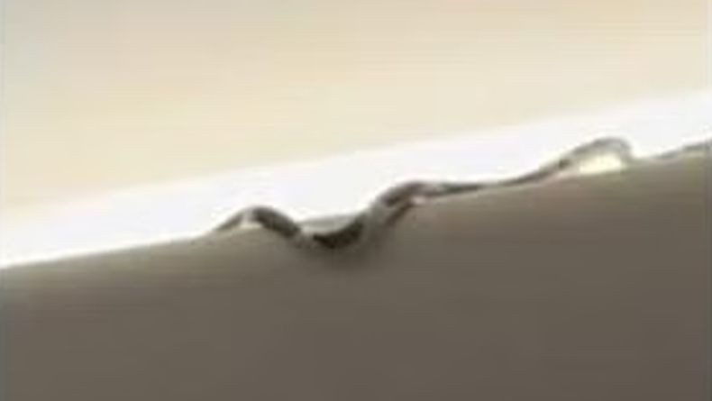 Hiii... Ular Masuk Kabin Pesawat Bikin Panik Penumpang