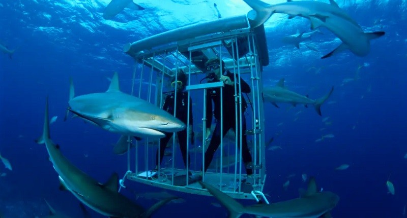 Viral, Anak 10 Tahun Diserang Hiu saat Wisata Tangki Hiu