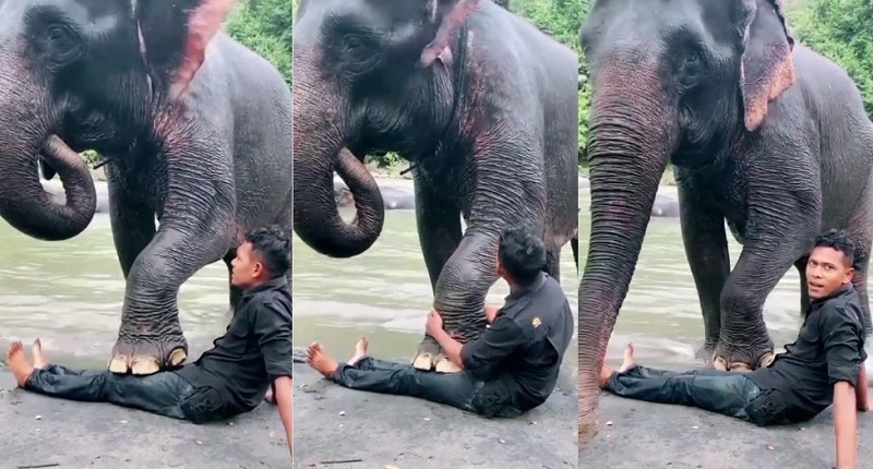 Viral, Gajah Cerdas di Aceh Bisa Pijat Pelatihnya, Netizen: Ngeri Khilaf