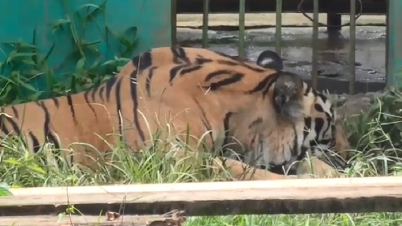 Miris, Harimau di Medan Zoo Kembali Mati gegara Sakit
