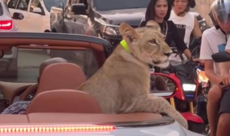 Heboh Singa Diajak Jalan-Jalan Pakai Mobil Bentley Terbuka, Pemilik Ditangkap