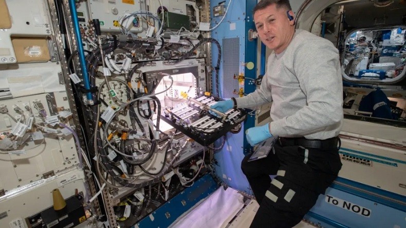 Rentan Terkena Bakteri, Sayuran yang Ditanam di Luar Angkasa Berpotensi Bahaya bagi Astronot