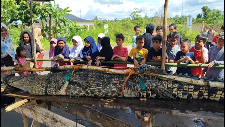 Warga Tangkap Buaya 3 Meter di Pangkalpinang, Dipasung dan Jadi Tontonan