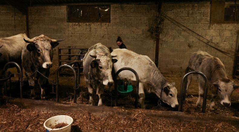 Kapal Bawa 14.000 Domba dan 2.000 Sapi Menuju Israel Telantar di Laut akibat Perang