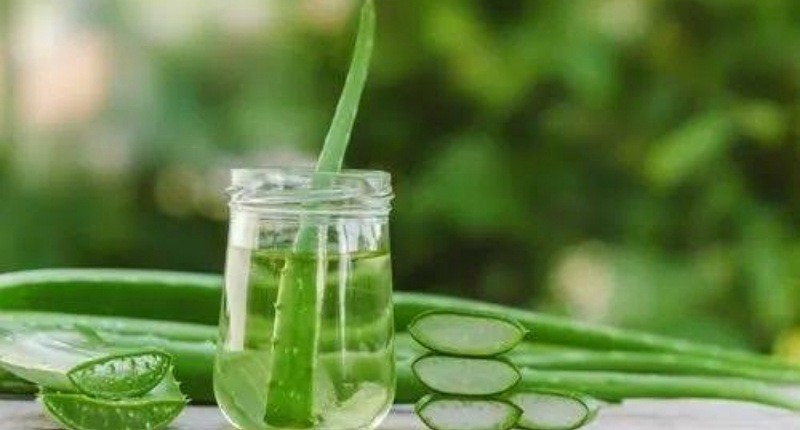 Cara Mengolah Lidah Buaya untuk Asam Lambung, Nikmat Jadi Minuman Kesehatan