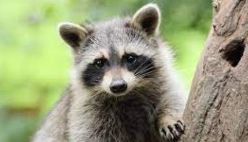 Rakun Bikin Ulah, Listrik Kota Padam dan Banyak Orang Terjebak di Lift