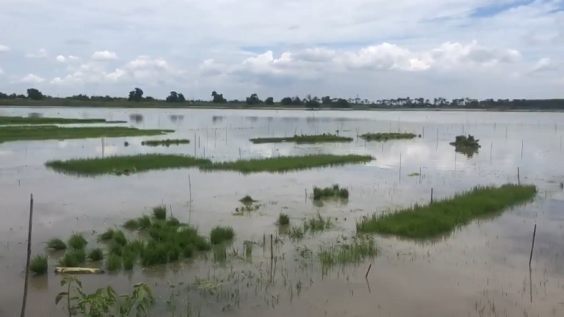 Banjir Mojokerto, Puluhan Hektare Sawah Terendam