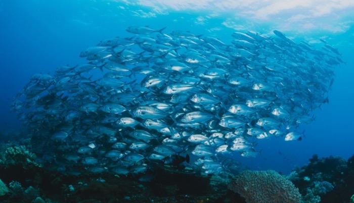 Menteri KKP Ungkap RI Punya 5 Komoditas Kelautan yang Berpeluang Cuan Besar, Apa Saja?