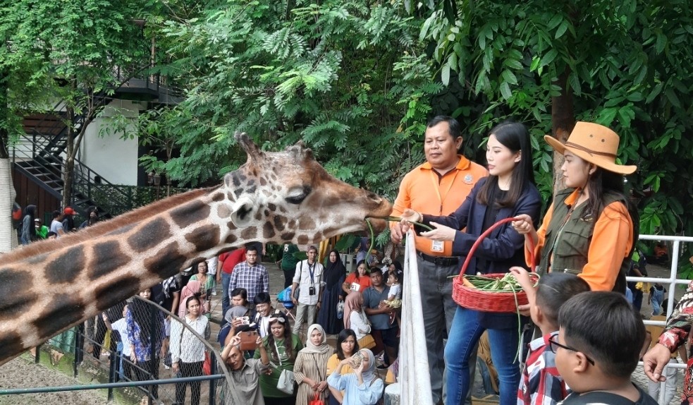 Kunjungi Kebun Binatang Surabaya, Wamenparekraf Angela Beri Makan Jerapah