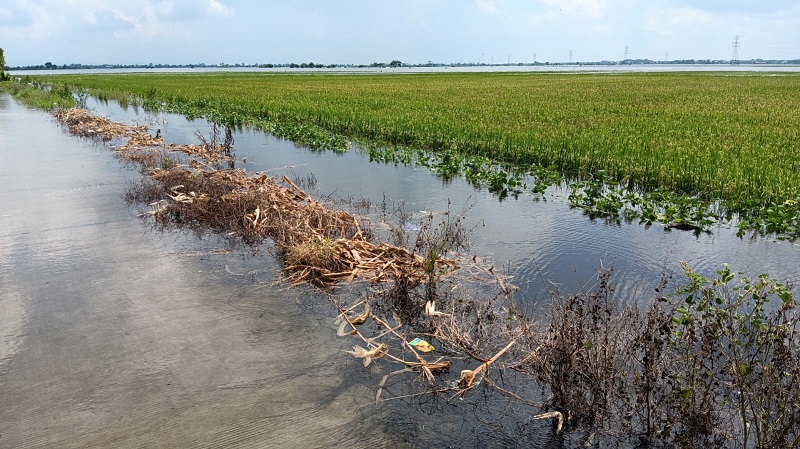 Kementan Minta Pemprov Lampung Pakai AUTP untuk Daerah Rawan Banjir