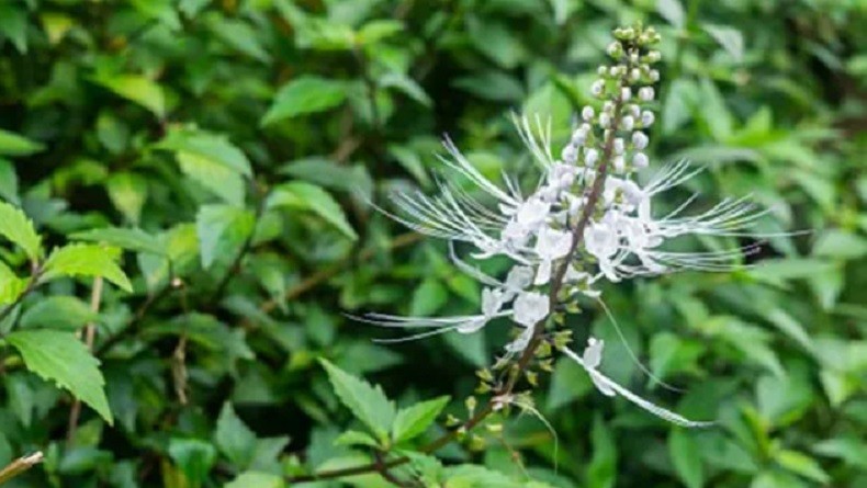 Cara Mengolah Daun Kumis Kucing untuk Infeksi Saluran Kencing, Gampang Banget
