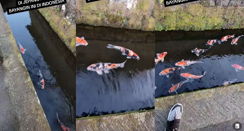 Viral, Selokan di Jepang Berisi Ikan Koi, Netizen: Kalau di Indonesia Disebut Ikan Siluman 