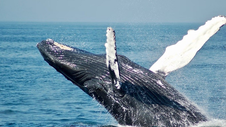 Misteri Nyanyian Paus Terungkap, Ternyata Ini Rahasianya
