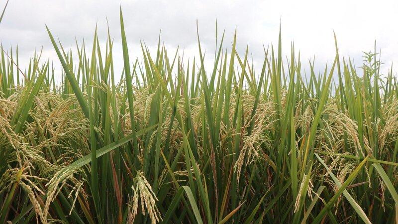 Kementan Pastikan Produksi Beras Nasional Tetap Aman 