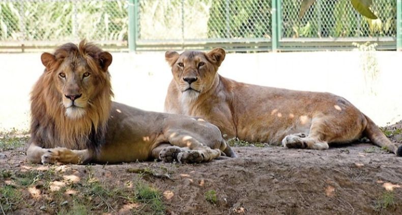 Nama 2 Singa Ini Diubah gegara Dianggap Menistakan Agama