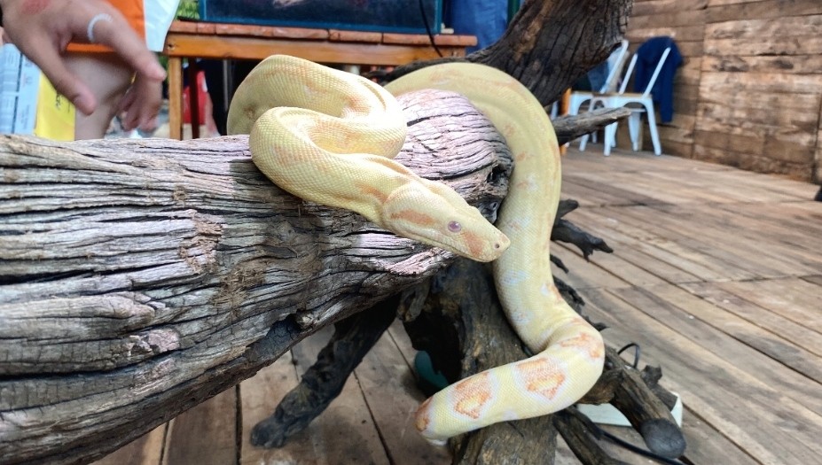 Banyak Kasus Ular Bersarang di Motor dan Mobil, Ternyata Ini yang Bikin Mereka Betah