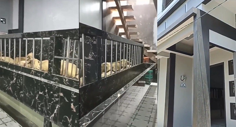 Viral, Rumah Mewah Dijadikan Kandang Ternak, Netizen: Baru Kali Ini Iri sama Kambing!